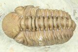 Paciphacops Trilobite - Black Cat Mountain, Oklahoma #362987-1